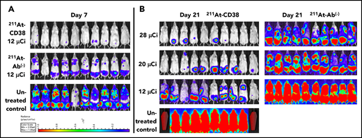 211At-CD38 therapy in a disseminated MOLP-8Luc model. Mice bearing disseminated MOLP-8Luc xenografts were treated on day 0 with 211At-CD38 or 211At-Ab− at 12, 20, or 28 µCi; n = 10 mice per group. Disease progression was monitored via weekly BLI and thrice weekly observations of mouse weight, condition, and mobility. Mice were euthanized when they experienced hind-limb paralysis or met IACUC weight loss or condition requirements. (A) BLI of untreated control and 12-µCi treatment groups at 7 days posttherapy. (B) BLI of all groups at 21 days posttherapy. Red coffins indicate deceased mice. BLI scale identical to panel A.