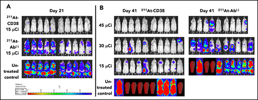 211At-CD38 therapy in a disseminated OPM-2 Luc model. Mice bearing disseminated OPM-2Luc xenografts were treated on day 0 with 211At-CD38 or 211At-Ab− at 15, 30, or 45 µCi; n = 9 to 10 mice per group. Disease progression was monitored via weekly BLI and thrice weekly observations of mouse weight, condition, and mobility. Mice were euthanized when they experienced hind-limb paralysis or met IACUC weight loss or condition requirements. (A) BLI of untreated control and 15 µCi treatment groups at 21 days posttherapy. (B) BLI of all groups at 41 days posttherapy. Red coffins indicate deceased mice. BLI scale identical to panel A.