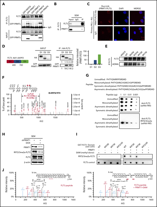 PRMT1 methylates FLT3 at R972 and R973. (A) Green fluorescent protein (GFP)–tagged type I PRMTs were expressed in 293T cells (ectopically expressing FLT3-WT), and then total cell lysates were pulled down with anti-FLT3 antibody, followed by western blotting of FLT3 and GFP. (B) Western blot indicating PRMT1 and FLT3 interaction in SEM cells based on immunoprecipitation (IP) with anti-rabbit immunoglobulin G (IgG) or anti-FLT3 antibodies, followed by western blotting of FLT3 and PRMT1. (C) Representative images from an in situ proximity ligation assay of primary MLL-r ALL cells. Top row (left): red fluorescent spots indicate PRMT1/FLT3 protein interaction, (middle) DAPI-stained nuclei are blue, and (right) merged image. Scale bar, 10 μm. Bottom row: IgG controls. (D) Left: HA-tagged FLT3 fragments and GFP-tagged PRMT1 were co-expressed in 293T cells, and indicated FLT3 protein fragments were pulled down with anti-HA antibody, followed by (middle) western blotting for HA and GFP. Right: quantitative intensity analysis of interaction of FLT3 domains with PRMT1. (E) Western blotting for pan-ADMA levels in MOCK-, FLT3-WT-, FLT3-R655K-, FLT3-R707K-, FLT3-R972K-, or FLT3-R973K-transduced 293T cells. Respective lysates were pulled down with anti-FLT3 antibody. (F) Endogenous FLT3 protein was pulled down from SEM cells followed by MS analysis. R972/973 was identified as dimethylated (Di). The mass-to-charge ratio (m/z) of "y7-y4" indicated the total molecular weight of 3 amino acid residues including N residue and 2 R residues (2Me). (G) Amino acid sequence of peptides corresponding to the FLT3 966-980 region, in which R972/973 was modified as indicated. Different doses of peptides were detected by anti-FLT3 966-980 (control) or anti-FLT3 R972/973me2a antibodies. (H) Western blot of FLT3, R972/973me2a, or PRMT1 in SEM cells transduced with inducible shPRMT1. (I) In vitro methylation assay of indicated GST-tagged FLT3 peptides (aa841-aa993) with or without PRMT1 enzyme plus S-adenosyl methionine (SAM). (J) MS analysis of FLT3 peptide (left) without or (right) with PRMT1 enzyme plus SAM. HA, human influenza hemagglutinin; m/z, represents mass divided by charge number and the horizontal axis in a mass spectrum is expressed in units of m/z.