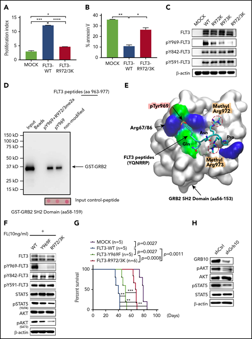 PRMT1-mediated R972/973 methylation regulates leukemia cell maintenance. Analysis of cell proliferation (A) and apoptosis (B) in MOCK-, FLT3-WT-, or FLT3-R972/973K-transduced BaF3 cells with FL stimulation. (C) Western blot analysis of FLT3 and indicated pFLT3 in BaF3-expressing indicated construct upon FL stimulation. (D) After incubation with a purified protein of GST-GRB2 SH2 domain, biotinylated peptides corresponding to FLT3 aa963-977 (non-modified) or containing pY969 or pY969-R972/973me2a were pulled down by streptavidin beads. SH2 domain/FLT3 peptide association, as revealed by immunoblotting with anti-GST antibodies (n = 3). Molecular mass markers (kD) are shown at left. (E) The binding pose of the dimethylated peptide from molecular dynamics simulation is shown on the SH2 domain protein surface. Peptide is shown in licorice mode (aa969-aa974). Hydrogen atoms are omitted for clarity. Protein surface is shown in white with residues within 5 Å of peptide shown in residue type color code: negative surface charge, red; positive surface charge, blue; nonpolar surface, cyan. (F) Western blotting of indicated total and phospho-proteins in FL-stimulated BaF3 cells expressing FLT3-WT, FLT3-Y969F, or FLT3-R972/973K. (G) Survival of NSG mice engrafted with indicated KOCL45 cells. (H) Western blotting of indicated total and phospho-proteins in SEM cells transduced with either shCtrl or shGBR10. Error bars represent standard error of the mean. *P < .05; **P < .01; ***P < .001; ****P < .0001.