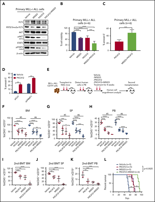 PRMT1 inhibition enhances elimination of MLL-r ALL cells by TKI treatment. (A) Western blotting of indicated total and phospho-proteins in primary MLL-r ALL cells treated with vehicle, MS023, PKC412, or an MS023/PKC412 combination. (B) Cell viability of MLL-r ALL samples (n = 6) treated with vehicle, MS023, PKC412, or MS023/PKC412. (C) Apoptosis of MLL-r ALL samples (n = 6) treated with PKC412 or MS023/PKC412. (D) Apoptosis of shCtrl- or shPRMT1-transduced SEM cells treated with vehicle or PKC412. (E) Experimental design. To assess MS023 effects in vivo, we transplanted primary MLL-r ALL cells into NSG mice. After the engraftment of human cells reached 1%, mice were treated with vehicle, PKC412, MS023, or a combination for 4 weeks. Posttreatment, engrafted human cells were analyzed. Secondary transplantation was then performed. Percentage of human CD45+/CD19+ cells engrafted in BM (F), SP (G), and PB (H) of recipient NSG mice transplanted with #5 or #6 primary MLL-r ALL cells. Mice with patient-derived xenografts were treated as indicated in each panel for 4 weeks. Percentage of human CD45+/CD19+ cells engrafted in BM (I), SP (J), and PB (K) of secondary recipient NSG mice receiving primary donor cells (#5) from mice treated as indicated in each panel. (L) Survival of NSG mice engrafted with primary MLL-r ALL cells treated with vehicle, PKC412, MS023, or PKC412/MS023. Error bars represent standard error of the mean. *P < .05; **P < .01; ***P < .001; ****P < .0001.