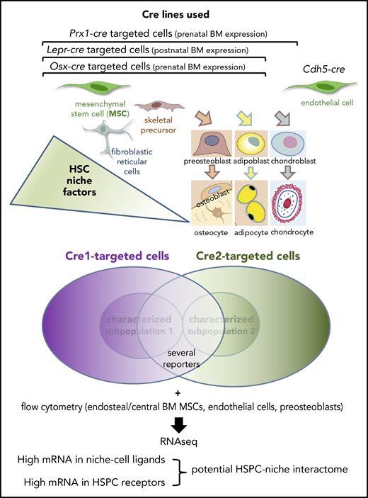 Mende et al use a variety of Cre lines targeting multiple nonhematopoietic cells of the BM microenvironment. They attempt to resolve previous discrepancies in the field whereby the overlap between niche cells targeted by different Cre lines was underestimated because only subsets among those Cre-targeted cells had been characterized. To achieve their goal, they used several reporters and performed RNA sequencing from immunophenotypically identified HSPCs, mesenchymal stromal cells, endothelial cells, and preosteoblasts isolated from bone-associated (endosteal) BM or located further from bone (central). Matching top expressed ligands in niche cells with the most highly expressed receptors on HSPCs provides a candidate HSPC-niche interactome containing some old and many new potential HSPC regulators.