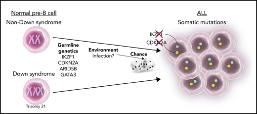 Multifactorial pathogenesis of childhood ALL. The development of childhood ALL is influenced by a combination of germline genetics, environmental factors (possibly associated with infection), and the chance occurrence of somatic mutations. DS is a major risk factor. The most significant allelic germline variants associated with ALL in children with and without DS are listed in the figure. Two of them (CDKN2A and IKZF1) are often also subjected to somatic loss-of-function mutations within the leukemic cells.