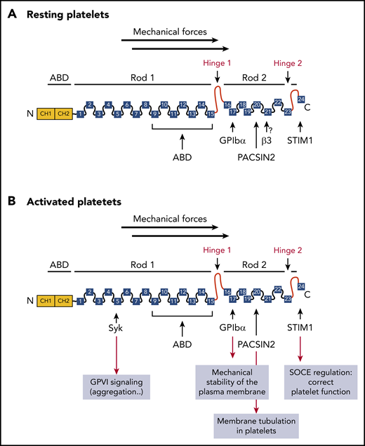 Monomeric structure of FLNa and partners in platelets. The amino-terminal ABD contains 2 CH domains (CH1 and CH2), followed by 24 Ig repeats, probably folded into antiparallel β-sheets. Two hinge domains separate the 24 Ig repeats into 2 rod domains (hinge 1: between Ig repeats 15 and 16 and hinge 2 between Ig repeats 23 and 24). Ig repeats 9 to 15 in rod-1 facilitate F-actin binding, whereas Ig repeats 16 to 23 interact with different partners. Dimerization occurs through Ig repeat 24. (A) FLNa interacts with the platelet receptor GPIbα through the Ig repeat 17, as well as with the recently described partners PACSIN2 and STIM1 in resting platelets. The interaction of FLNa with αIIbβ3 through the Ig repeat 21 was not demonstrated. (B) After platelet activation, FLNa interacts with the platelet receptors GPIbα and with the tyrosine kinase Syk involved in GPVI functions through the Ig repeats 17 and 5, respectively, as well as with PACSIN2 and STIM1. SOCE, store-operated calcium entry.