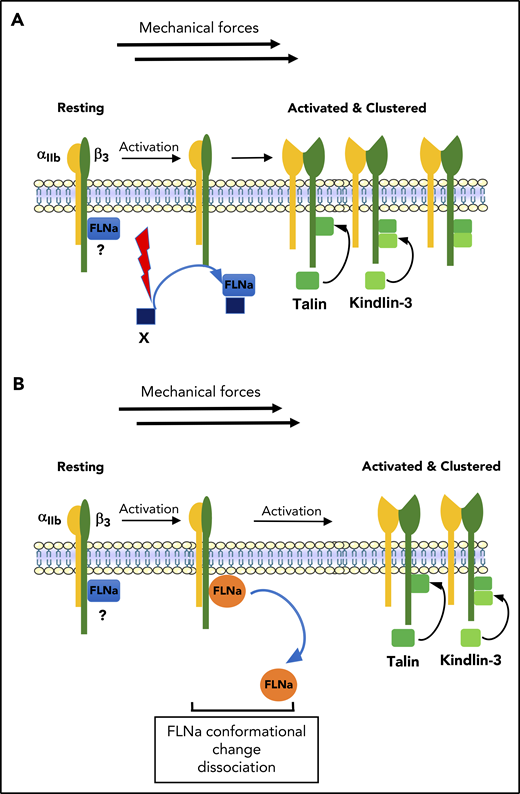 Model of the regulation of αIIbβ3 activation. (A) In resting platelets, FLNa is constitutively associated with αIIbβ3 (β3 CT) through its Ig repeat 21. After platelet activation, FLNa interacts with an unknown FLNa partner through Ig repeat 21, leading to FLNa release from βCT. In this model, FLNa-free βCT binding sites would now allow recruitment of talin and kindlin to βCT required for αIIbβ3 activation. (B) In resting platelets, FLNa is constitutively associated with αIIbβ3 (β3 CT) through its Ig repeat 21. The dissociation of FLNa from β3 could be the result of a conformational change in FLNa that occurred during platelet activation and in the presence of shear, leading to a decreased affinity and dissociation of FLNa from β3.