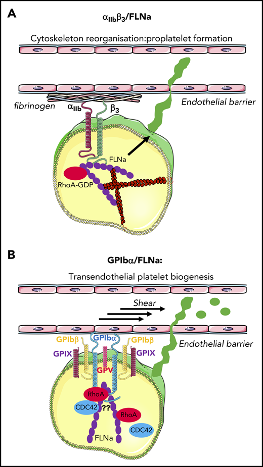 FLNa and platelet biogenesis. (A) αIIbβ3/FLNa interaction after adhesion to fibrinogen is crucial to keep RhoA inactive, allowing actomyosin reorganization and proplatelet formation. (B) GPIbα–FLNa interaction stabilizes platelets and regulates the size under shear. It cannot be excluded that this interaction is necessary for the regulation of GPIb downstream effectors RhoA/Cdc42 during transendothelial platelet biogenesis.