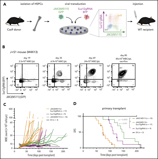 Suz12 loss cooperates with JAK3(M511I) in driving an aggressive T-ALL in vivo. (A) Scheme of bone marrow transplantation set-up. HSPCs were isolated from the bone marrow of Cas9 donor mice, followed by retroviral transduction with constructs overexpressing JAK3(M511I) and/or Suz12gRNA before injection into recipient mice. (B) Clonal evolution of different populations (WT, S, J, J+S) in the blood of a representative JAK3(M511I)+Suz12gRNA mouse (M1R15) over time, showing competitive advantage of J+S cells over other populations. Cell populations: nontransduced (wild-type; WT), Suz12gRNA (S; BFP only), JAK3(M511I) (J; GFP only), and JAK3(M511I)+Suz12gRNA (J+S, BFP+GFP double positive). (C) WBC counts of recipient mice over time for 4 different cohorts: JAK3(M511I)+Suz12gRNA, JAK3(M511I), Suz12gRNA, and control (GFP and BFP empty vectors, EV) mice. A WBC count of 30 000 was used as cutoff for DFS. (D) Survival curve showing DFS of mice in the same 3 cohorts as in C. Mice in which Suz12gRNA-TS5 instead of TS1 was used were designated with a box and darker color. P values were calculated with Gehan-Breslow-Wilcoxon test. (E-F) Survival curves of JAK3(M511I)+Suz12gRNA (E) and Suz12gRNA (F) leukemias that were serially transplanted. (G) Representative flow cytometry stainings for CD8 (APC-Cy7, y-axis) and CD4 (PerCP-Cy5.5, x-axis) of thymus and spleen of leukemia cells (pregated on GFP and/or BFP) from 3 different cohorts at time of sacrifice. For all figures except Fig. 2D, Suz12gRNA TS1 was used in Suz12gRNA and JAK3(M511I)+Suz12gRNA mice.