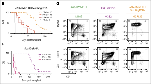 Suz12 loss cooperates with JAK3(M511I) in driving an aggressive T-ALL in vivo. (A) Scheme of bone marrow transplantation set-up. HSPCs were isolated from the bone marrow of Cas9 donor mice, followed by retroviral transduction with constructs overexpressing JAK3(M511I) and/or Suz12gRNA before injection into recipient mice. (B) Clonal evolution of different populations (WT, S, J, J+S) in the blood of a representative JAK3(M511I)+Suz12gRNA mouse (M1R15) over time, showing competitive advantage of J+S cells over other populations. Cell populations: nontransduced (wild-type; WT), Suz12gRNA (S; BFP only), JAK3(M511I) (J; GFP only), and JAK3(M511I)+Suz12gRNA (J+S, BFP+GFP double positive). (C) WBC counts of recipient mice over time for 4 different cohorts: JAK3(M511I)+Suz12gRNA, JAK3(M511I), Suz12gRNA, and control (GFP and BFP empty vectors, EV) mice. A WBC count of 30 000 was used as cutoff for DFS. (D) Survival curve showing DFS of mice in the same 3 cohorts as in C. Mice in which Suz12gRNA-TS5 instead of TS1 was used were designated with a box and darker color. P values were calculated with Gehan-Breslow-Wilcoxon test. (E-F) Survival curves of JAK3(M511I)+Suz12gRNA (E) and Suz12gRNA (F) leukemias that were serially transplanted. (G) Representative flow cytometry stainings for CD8 (APC-Cy7, y-axis) and CD4 (PerCP-Cy5.5, x-axis) of thymus and spleen of leukemia cells (pregated on GFP and/or BFP) from 3 different cohorts at time of sacrifice. For all figures except Fig. 2D, Suz12gRNA TS1 was used in Suz12gRNA and JAK3(M511I)+Suz12gRNA mice.