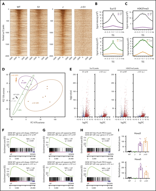 Suz12 inactivation causes loss of the H3K27me3 repression mark and increased chromatin accessibility. (A) Centered heat maps of the ChIP-seq Suz12 signals in the different leukemia conditions, centered on Suz12 peaks in J control leukemias. (B-C) Global Suz12 and H3K27me3 signal densities comparing J+S1 vs J and S1 vs WT. J, JAK3(M511I) leukemia; J+S1, JAK3(M511I)+Suz12gRNA leukemia; S1, Suz12gRNA leukemia; WT, wild-type cells. (D) Principle component analysis (PCA) plot showing clustering of RNA samples according to genotype and immunophenotype (SP = CD8 single positive vs DP = CD8/CD4 double positive). (E) Volcano plots showing the significance of the differential gene expression vs fold change. Red dots are upregulated genes with a disappearing Suz12 (left) or H3K27me3 (right) peak; blue dots are downregulated genes with a disappearing Suz12 (left) or H3K27me3 (right) peak. (F) GSEA showing significant positive enrichment of genes with a disappearing H3K27me3 peak in the ranked list of differentially expressed genes in J+S1 vs J (SP background) and S1 vs WT (DP background). (G) GSEA showing significant positive enrichment of genes with an appearing ATAC-seq peak in the ranked list of differentially expressed genes in J+S1 vs J (SP background) and S1 vs WT (DP background). (H) GSEA showing significant positive enrichment of PRC2 target genes25 in the ranked list of differentially expressed genes in J+S1 vs J (SP background) and S1 vs WT (DP background). NES, normalized enrichment score; p, nominal P value. (I) RNA-seq counts show upregulation of canonical PRC2 targets Hoxa3 and Hoxa5 on Suz12 loss (S1, J+S1). Expression (mean with SEM) is relative to wild-type (WT) levels. P values, calculated with 2-tailed unpaired Student t test, denote significant differences between J+S1 vs J cells and S1 vs J cells.