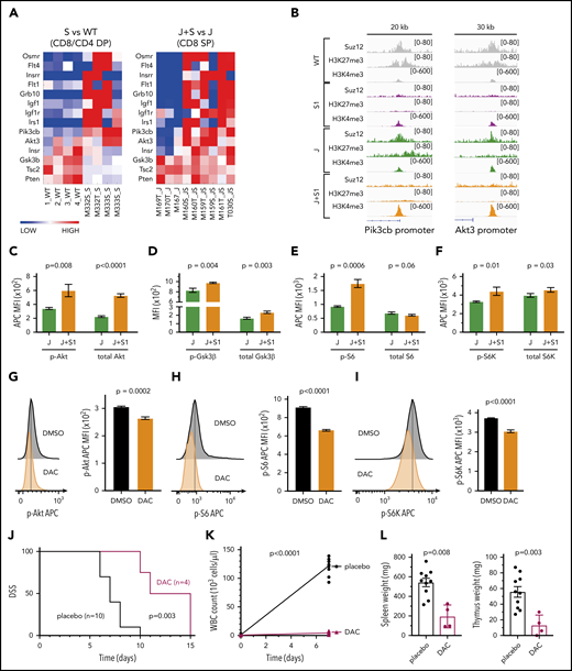 Suz12 loss activates PI3K-AKT-mTOR pathway signaling. (A) Heat map of PI3K/mTOR signaling pathway genes in leukemias with Suz12 inactivation (J+S1 vs J and S1 vs WT), gene expression is shown as normalized read counts. (B) ChIP-seq tracks showing Suz12, H3K27me3, and H3K4me3 signals in S1 vs WT and J+S1 vs J conditions for the Pik3cb and Akt3 promoter. (C-F) Quantifications of MFI with SEM of phosphorylation (p-) levels and (total) protein levels of key components of the PI3K-AKT-mTOR signaling pathway: Akt (C), GSK3β (D), S6 (E), and S6K (F). P values, calculated with 2-tailed unpaired Student t test, denote significant differences between J+S1 and J cells. All MFI measurements were in APC, except total GSK3β was in PE. (G-I) Flow cytometry plots and quantifications of MFI with SEM of phosphorylation levels of Akt (G), S6 (H), and S6K (I) in J+S1 leukemia cells treated for 3 hours with 1 μM dactolisib (DAC). P values, calculated with 2-tailed unpaired Student t test, denote significant differences between DMSO and DAC. (J) Survival curve showing disease-specific survival (DSS) of J+S1 leukemia mice treated with DAC. The P value was calculated with Gehan-Breslow-Wilcoxon test. (K) WBC counts of J+S1 mice after 5 days of treatment. The P value, calculated with a 2-tailed unpaired Student t test, denotes a significant difference between DAC and placebo. (L) Weights of spleen and thymus of J+S1 leukemic mice at time of sacrifice. P values, calculated with 2-tailed unpaired Student t test, denote significant differences between placebo and DAC.