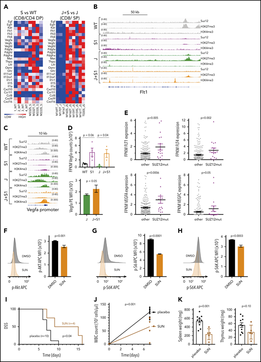 Suz12 loss enhances VEGF/VEGFR signaling. (A) Heat map of cytokine-cytokine receptor interaction genes in leukemias with Suz12 inactivation (J+S1 vs J and S1 vs WT); gene expression is shown as normalized read counts. (B-C) ChIP-seq tracks showing Suz12, H3K27me3, and H3K4me3 signals in S1 vs WT and J+S1 vs J conditions for the Flt1 locus (B) and Vegfa promoter (C). (D) Vegfa mRNA expression measured as fragments per kilobase per million reads mapped (FPKM) values (RNA-seq, upper panel) and Vegfa protein expression quantified as MFI with SEM. P values were calculated with 2-tailed unpaired Student t test. (E) mRNA expression measured as FPKM values (RNA-seq). P values were calculated with 2-tailed Mann-Whitney test. (F-H) Flow cytometry plots and quantifications of MFI with SEM of phosphorylation levels of Akt (F), S6 (G), and S6K (H) in J+S1 leukemia cells treated for 3 hours with 5 μM sunitinib (SUN). P values, calculated with 2-tailed unpaired Student t test, denote significant differences between DMSO vs SUN. (I) Survival curve showing DSS of J+S1 leukemic mice treated with SUN. The P value was calculated with Gehan-Breslow-Wilcoxon test. (J) WBC counts of J+S1 leukemic mice after 5 days of treatment. The P value was calculated with a 2-tailed unpaired Student t test. (K) Weights of spleen and thymus at time of sacrifice of J+S1 leukemic mice treated with SUN vs placebo. P values were calculated with 2-tailed unpaired Student t test.