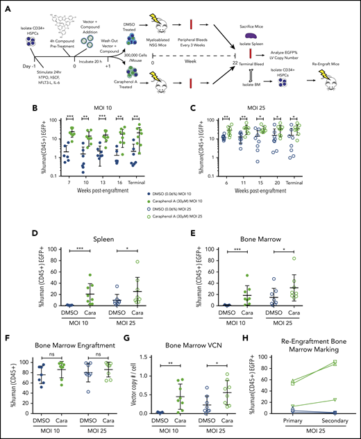 Caraphenol A improves gene delivery to human HSCs in mice. (A) Experimental set-up of mouse transplant experiments. NSG mice were irradiated with 2.40 Gy. UCB-CD34+ cells from a pool of donors were thawed and prestimulated for 24 hours before a 4-hour incubation of caraphenol A or DMSO (n = 8 mice per treatment and MOI, 32 mice total) and LV, MOI = 10 (MOI 10) or MOI = 25 (MOI 25). Incubation with UCB-CD34+ cells lasted 20 hours, after which, 3 × 105 cells per mouse were injected retro-orbitally, and the remaining UCB-CD34+ cells were cultured ex vivo. Transgene expression was measured 7 and 14 days posttransduction. Peripheral blood samples were obtained and evaluated every 3 to 5 weeks after an initial 6- to 7-week engraftment period. Mice were euthanized at 22 weeks (terminal) and peripheral blood, bone marrows, and spleens were obtained. For re-engraftment studies, CD34+ cells were isolated from MOI 25 cohort bone marrows (n = 3 from each treatment group), and 1 × 105 cells were injected into irradiated NSG mice. Re-engraftment and gene marking were determined after 12 weeks. (B) Percentage human CD45+ EGFP+ cells in peripheral blood of UCB-CD34+ cell-engrafted NSG mice transduced with LV at either MOI = 10, (C) or MOI = 25, treatments as per the legend, throughout indicated points during the study period. Human cells were gated from the total leukocyte population and analyzed for EGFP expression. Dot plots presented (mean ± SD) with the y-axis in log10 scale. *P < .028, **P < .0042, ***P < .0006 by 2-tailed Mann-Whitney U test. Percentage human CD45+ EGFP+ cells in spleen (D) and bone marrow (E) of UCB-CD34+ cell engrafted NSG mice at the terminal time, comparing EGFP+ expression in caraphenol A- (green circles) and DMSO-treated (blue circles) mice at 2 MOIs. Dot plots presented (mean ± SD) comparing spleen MOI 10 (closed circles; ***P = .0003), MOI 25 (open circles; *P = .049) and bone marrow MOI 10 (closed circles; ***P = .0006), MOI 25 (open circles; *P = .042) by 2-tailed Mann-Whitney U test. (F) Comparison of donor engraftment in bone marrow at terminal time, as measured by total proportion of leukocytes that were mCD45− hCD45+. Dot plots presented (mean ± SD), n.s., not significant. (G) VCN of human cells from bone marrow of caraphenol A and DMSO-treated cohorts, 22 weeks after ex vivo LV transduction and compound treatment. VCN was recorded as a ratio of integrated Gag sequences per RNase P sequence. Dot plots presented (mean ± SD), comparing caraphenol A- with DMSO-treated mice at MOI 10 (closed circles; **P = .0022), and MOI 25 (open circles; *P = .022) by 2-tailed Mann-Whitney U test. (H) Percentage human CD45+ EGFP+ cells in bone marrow of NSG mice receiving UCB-CD34+ cells at terminal points of primary (left, 22 weeks) and secondary (right, 12 weeks) transplant, comparing EGFP+ expression in caraphenol A and DMSO mice at MOI 25. Data presented as dot plots, each representing individual mice and change from primary to secondary transplant.
