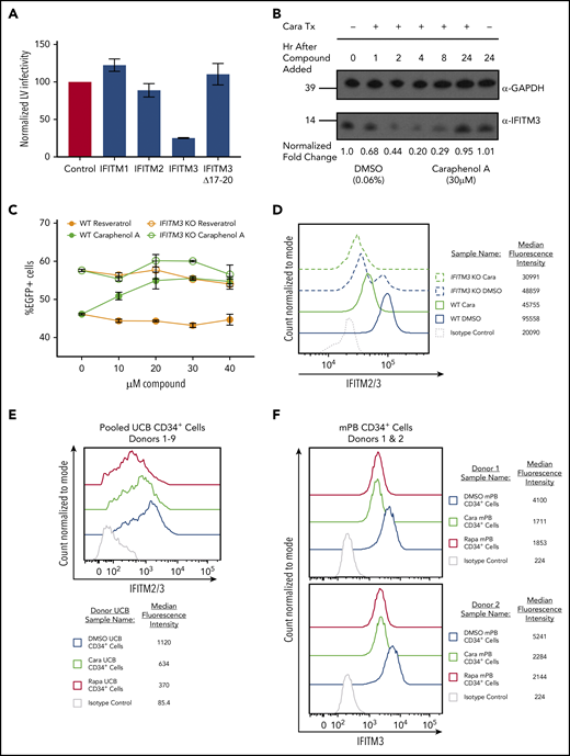 IFITM2/3 proteins restrict LV transduction and are downregulated by caraphenol A. (A) HEK 293T cells stably expressing pQCXIP-FLAG-IFITM1, pQCXIP-FLAG-IFITM2, pQCXIP-FLAG-IFITM3, or pQCXIP-FLAG-IFITM3 Δ17-20 were used for evaluating LV IFITM restriction. Each 293T IFITM cell line was transduced with LV at MOI 13, then analyzed for EGFP expression 24 hours later by flow cytometry. EGFP levels were normalized to EGFP of LV transduced pQCXIP-FLAG 293T (no IFITMs) control set to 100 and results presented as bar graphs (mean ± SD; n = 5 independent experiments). (B) Sodium dodecyl sulfate-polyacrylamide gel electrophoresis and western blot analysis of cell lysates generated from HeLa cells treated with caraphenol A (30 μM) or DMSO (0.06%) for the indicated period. Immunoblotting was performed with α-IFITM3-specific antibody and α-GAPDH as a loading control. Numbers indicate location and size (kD) of protein standards in ladder. Image provided is a representative blot of 3 experiments. (C) TZM-bl (wild-type and IFITM3 KO, n = 2 cultures from 2 independent experiments) were seeded and transduced with LV at MOI 10 in the presence of the indicated dose of caraphenol A (green lines) or resveratrol (orange lines) for 8 hours before LV and compound removal. Cells were evaluated for EGFP expression by flow cytometry 5 days later. Wild-type cells (closed circles) demonstrated significant transduction enhancements response to caraphenol A (DMSO vs caraphenol A, P < .0001, 2-tailed Student t test), but not resveratrol (not significant, Student t test). IFITM3 KO cells showed no significant difference compared with DMSO with caraphenol A treatment. (D) TZM-bl wild-type (solid lines) and IFITM3 KO (dotted lines) cells were treated for 4 hours with caraphenol A (30 μM, green) or DMSO (0.06%, blue), then fixed, permeabilized, and analyzed for intracellular IFITM2/3 expression by flow cytometry (n = 3 independent experiments). Expression reported as median fluorescence intensity of IFITM2/3+ cells. (E) UCB-CD34+ cells (n = 9 donors pooled) were prestimulated and then treated with either caraphenol A (30 μM) or DMSO (0.06%) for 4 hours. Cells were then fixed, permeabilized, and immunostained for IFITM2/3 expression before analysis by flow cytometry. Expression reported as percentage of IFITM2/3+ cells compared with isotype control and median fluorescence intensity of IFITM2/3+ cells. (F) mPB-CD34+ cells (n = 2 donors) were prestimulated (see "Methods") and then treated with caraphenol A (30 µM, green line), rapamycin (20 µg/mL red line), or 0.06% DMSO (blue line) for 4 hours followed by a 2-hour addition of 15 MOI integration-deficient LV (Figure 4C). Cells were then fixed, permeabilized, and immunostained for IFITM3 expression before analysis by flow cytometry. Expression reported as median fluorescence intensity of IFITM2/3+ cells.