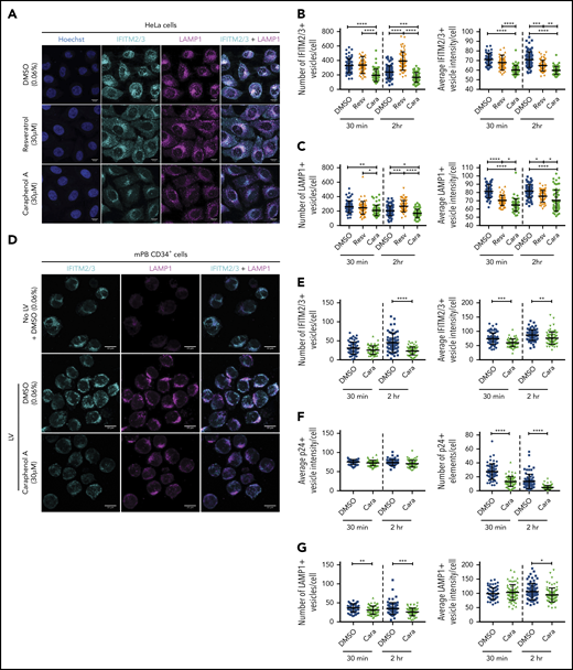 Caraphenol A alters expression and subcellular localization of IFITM2/3 protein and late endosomes. (A) Representative images of HeLa cells obtained by confocal microscopy using 63× oil immersion objective lens at room temperature. HeLa cells were plated and treated for 4 hours with caraphenol A (30 μM), resveratrol (30 μM), or DMSO (0.06%) before addition of LV, MOI of 15, for 30 minutes or 2 hours. Cells were then fixed, permeabilized, and immunostained using α-IFITM2/3, α-LAMP1 antibodies, and Hoechst 33342 nuclei stain. Scale bars are 10 microns. Images were collected on Zeiss Zen Software and analyzed using Imaris InCell software, identifying the number and mean intensity of IFITM2/3 (B) and LAMP1 (C) stained vesicles per cell. At least 50 cells were imaged per condition and plotted as dot plots (caraphenol A, green symbols; resveratrol, orange symbols; DMSO, blue symbols; mean ± SD). *P < .032, **P < .0021, ***P < .0002, ****P < .0001 by Kruskal-Wallis test with Dunn’s multiple comparison correction. (D) Representative images of mPB-CD34+ HSPC that were thawed, prestimulated for 48 hours, and then either immediately imaged without LV and DMSO (0.06%) (top), or then treated for 4 hours with either DMSO (middle, 0.06%) or caraphenol A (bottom, 30 μM) before addition of LV for 30 minutes or 2 hours. Cells were fixed, stained, and analyzed as above for HeLa cells for IFITM2/3 (E), p24 protein (F), and LAMP1+ (G) vesicle number and mean vesicle intensity (mean ± SD).