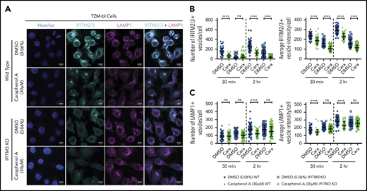 Caraphenol A effect on late endosome is dependent on IFITM3 expression. (A) Representative images of WT TZM-bl and IFITM3 KO cells imaged by confocal microscopy, as above. Cells were plated and treated for 4 hours with caraphenol A (30 μM) or DMSO (0.06%) before addition of LV for 30 minutes or 2 hours. Cells were then fixed, permeabilized, and immunostained using α-IFITM2/3, α-LAMP1 antibodies, and Hoechst 33342 nuclei stain. Scale bars are 10 microns. Images were collected and analyzed as previously described, identifying the number and mean intensity of IFITM2/3- (B) and LAMP1-stained (C) vesicles per cell. Data plotted as dot plots comparing WT (closed symbols) to IFITM3 KO (open symbols) treated with caraphenol A (green symbols) or DMSO (blue symbols, mean ± SD). *P < .032, **P < .0021, ***P < .0002, ****P < .0001 by Kruskal-Wallis test with Dunn’s multiple comparison correction.