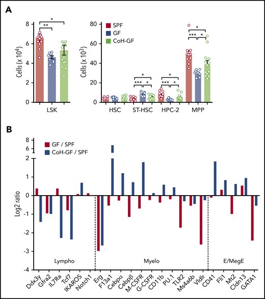 Microbiota increase MPPs and regulate their differentiation toward the myeloid lineage. (A) Numbers of LSK cells and further separation of HSPCs into HSC, ST-HSC, HPC-2, and MPP cells in the BM of SPF, GF, and CoH-GF mice (n = 10-14). Each circle represents an individual mouse. (B) Relative expression of genes related to each lineage differentiation in the MPP population. Data are presented as log2 fold changes in mRNA levels measured by reverse-transcription quantitative polymerase chain reaction (GF/SPF and CoH-GF/SPF) with cells pooled from 6 to 8 mice per group. Data are pooled from 2 independent experiments (A) and are representative of 2 independent experiment with similar results (B). Data are mean ± standard error of the mean. *P < .05, **P < .01, ***P < .001, 1-way ANOVA with Bonferroni multiple comparison. E/MegE, erythroid/megakaryocytic-erythroid; Lympho, lymphoid; Myelo, myeloid.