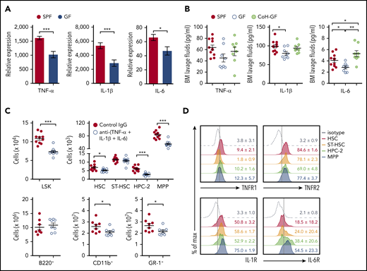 Microbiota-induced inflammatory cytokines expand hematopoietic progenitors. (A) Reverse-transcription quantitative polymerase chain reaction analysis of mRNA expression levels of the indicated inflammatory cytokines in the BM cells of SPF and GF mice (n = 8-10). (B) Quantification of TNF-α, IL-1β, and IL-6 by enzyme-linked immunosorbent assay of the BM lavage fluids from SPF, GF, and CoH-GF mice (n = 8–10). (C) Numbers of HSPCs (n = 10) and lineage cells (n = 8) in the BM of SPF mice injected with a cocktail of neutralizing antibodies against TNF-α, IL-1β, and IL-6. (D) Flow cytometry of cytokine receptor expression by HSPCs of SPF mice. Concatenated graphs of each cell type from 3 or 4 mice. Data are representative of 2 or 3 independent experiments (A-B,D) and are pooled from 2 independent experiments (C). Data are mean ± standard error of the mean, and each circle represents an individual mouse. *P < .05, **P < .01, ***P < .001, unpaired 2-tailed Student t test (A,C) or 1-way ANOVA with Bonferroni multiple comparison (B). IL-1R, IL-1 receptor; IL-6R, IL-6 receptor; TNFR1, TNF receptor 1; TNFR2, TNF receptor 2.