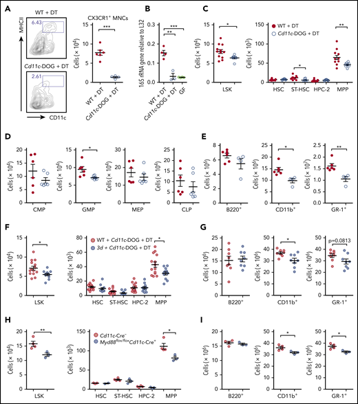 CX3CR1+ MNCs regulate hematopoietic progenitors through TLR signaling pathways. (A) Depletion of CX3CR1+ MNCs by DT administration in Cd11c-DOG mice. Flow cytometry of cell depletion and the number of CX3CR1+ MNCs in the BM of Cd11c-DOG and control WT B6 mice are shown after DT injection (n = 4-6). (B) Reverse-transcription quantitative polymerase chain reaction analysis of bacterial 16S rRNA gene in the BM from WT and Cd11c-DOG mice after DT injection, as well as GF mice (n = 3 or 4). (C) Numbers of LSK cells and further separation of HSPCs into HSC, ST-HSC, HPC-2, and MPP cells from Cd11c-DOG and control mice after DT injection (n = 8-12). Numbers of various progenitor cell populations (n = 6) (D) and lineage cells (E) in the BM from Cd11c-DOG mice and control mice after DT injection (n = 4-6). Numbers of LSK cells, HSCs, ST-HSCs, HPC-2, and MPP cells (n = 12-14) (F) and lineage cells (n = 8) (G) in BM chimera with WT BM or 3d BM with Cd11c-DOG BM after DT injection. Numbers of LSK cells, HSCs, ST-HSCs, HPC-2, and MPP cells (H) and lineage cells (I) in the BM of control mice and Myd88flox/floxCd11c-Cre+ mice (n = 3 or 4). Data are representative of >3 (A), 3 (E), or 2 (H-I) independent experiments with similar results and pooled from 2 (C,D,G) or 3 (F) independent experiments. Data are presented as mean ± standard error of the mean, and each circle represents an individual mouse. *P < .05, **P < .01, ***P < .001, unpaired 2-tailed Student t test (A,C-I) or 1-way ANOVA with Bonferroni multiple comparison (B).