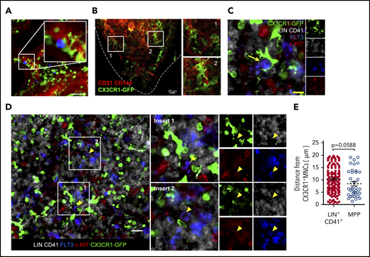 CX3CR1+ MNCs colocalize with hematopoietic progenitors at the perivascular region. (A) Two-photon intravital microscopy of the colocalization of adoptively transferred LSK cells (blue) and host CX3CR1+ MNCs (green) in the cranial BM cavities of Cx3cr1GFP/+ mice. Scale bar, 50 µm. Data are representative of 2 independent experiment with similar results. (B-D) Immunofluorescence images of the femoral section of Cx3cr1GFP/+ mice. (B) CX3CR1+ MNCs (green) and blood vessel (red). Dashed line indicates the bone line. (C-D) CX3CR1+ MNCs (green), FLT3 (blue), c-KIT (red), and LIN+CD41+ cells (gray). Yellow arrow indicates a MPP cell. (D) White boxed areas show that MPP cells make contact with CX3CR1+ MNCs. Yellow arrowheads indicate MPP cells. The small images in the right (C) and far right (D) columns show the same sections labeled with each indicated molecule. Scale bars, 10 µm (C), 20 µm (B,D). Data are representative of 6 sections from 3 (B) or 4 (C) mice with similar results. (E) Average distance between the nearest CX3CR1+ cells and MPPs or LIN+CD41+ cells in the BM of Cx3cr1GFP/+ mice within 20 μm. Circles represent individual cells analyzed from 6 sections from 4 mice (n = 203 LIN+CD41+ cells; n = 44 MPPs). Data are mean ± standard error of the mean. The P value was determined using an unpaired Student t test.