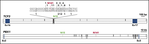 Distribution of TCF3-PBX1 breakpoints. The breakpoint cluster regions of TCF3 and PBX1 are shown. Blue boxes indicate exons. Known TCF3-PBX1 breakpoints are indicated by black vertical lines in the upper panel of each gene. Reciprocal PBX1-TCF3 breakpoints are depicted in the lower panel of each gene. For TCF3, a cluster region within the breakpoint cluster region is shown on bp resolution above the gene. Here, numbers indicate the number of reported breaks at this position. TCF3-PBX1 breaks are noted above the DNA strand, PBX1-TCF3 breaks below. The breaks reported in this study are shown in green (N15) and red (N141). Published breakpoints are taken from Wiemels et al,9 Paulsson et al,20 Fischer et al,15 and previously unpublished breakpoints (M.M., unpublished data, September 2001).