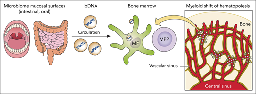 The figure shows a link between commensals and hematopoietic homeostasis. CX3CR1+ BM resident macrophages capture circulating bDNA wrapped in EVs, sense the cargo in their endosomal compartment with TLRs, and in response, produce proinflammatory cytokines that influence the abundance of hematopoietic precursors, such as multipotent progenitors (MPPs), and their output. MF, CX3CR1+ macrophage.