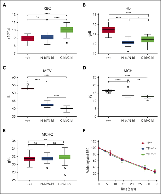 Iron binding to different lobes of Tf differentially affects red cell indices. Complete blood count (CBC) parameters from 2-month-old mice demonstrated significant increases in RBCs in the TfC-bl/C-bl mice relative to TfN-bl/N-bl and WT mice (A), significant decreases in Hb concentration in both the TfN-bl/N-bl and TfC-bl/C-bl mice relative to WT, with more pronounced decreases in the TfN-bl/N-bl mice (B), significant decreases in mean corpuscular volume (MCV) in both the TfN-bl/N-bl and TfC-bl/C-bl mice relative to WT, with more pronounced microcytosis in the TfC-bl/C-bl strain (C), significant decreases in mean cellular Hb (MCH) in the TfN-bl/N-bl and TfC-bl/C-bl mice relative to WT, with more pronounced decreases in the TfC-bl/C-bl mice (D), and no significant differences in mean corpuscular Hb concentration (MCHC) between strains (E). (F) Red cell lifespan assays, measuring the decrease in the percentage of biotinylated red cells over time, indicated no differences between strains. Data are presented as Tukey box and whisker plots or line graphs, with mean ± standard deviation values indicated for each time point. For CBC parameters, n = 13 to 18 females and 13 to 17 males per strain. For red cell lifespan assays, n = 3 to 6 mice per sex for WT and n = 3 to 4 mice per sex for mutant mice. Statistical significance was analyzed by Kruskal-Wallis or 1-way ANOVA for hematologic parameters and 2-way ANOVA with Geisser-Greenhouse correction for lifespan data. *P ≤ .05, **P ≤ .01, ****P ≤ .0001.