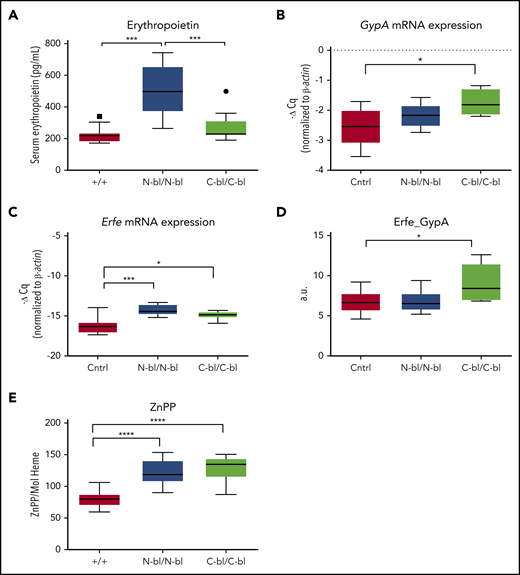 Iron binding to different lobes of Tf differentially affects erythropoietin levels despite similar erythroid signaling and iron availability for heme synthesis. (A) Serum Epo concentrations were significantly elevated in TfN-bl/N-bl mice relative to both TfC-bl/C-bl and WT mice (n = 5 mice per sex for each mutant strain and n = 10 mice per sex for WT). (B) TfC-bl/C-bl mice showed significant increases in GypA messenger RNA (mRNA) levels relative to control mice (n = 4-7 mice per sex for WT and n = 3 mice per sex for mutant mice). (C) Erythroferrone (Erfe) mRNA levels were significantly higher in both TfN-bl/N-bl and TfC-bl/C-bl mice compared with controls (n = 4-7 mice per sex for WT and n = 3 mice per sex for mutant mice). (D) Upon normalization to GypA, Erfe expression was significantly higher in the TfC-bl/C-bl mice relative to controls (n = 4-7 mice per sex for WT and n = 3 mice per sex for mutant mice). (E) TfN-bl/N-bl and TfC-bl/C-bl mice demonstrated elevated zinc protoporphyrin (ZnPP) concentrations per mole of heme (n = 9-7 mice per sex for WT and n = 5-8 mice per sex for mutant mice). Data are presented as Tukey box and whisker plots, with statistical significance analyzed by 1-way ANOVA. *P ≤ .05, ***P ≤ .001, ****P ≤ .0001.