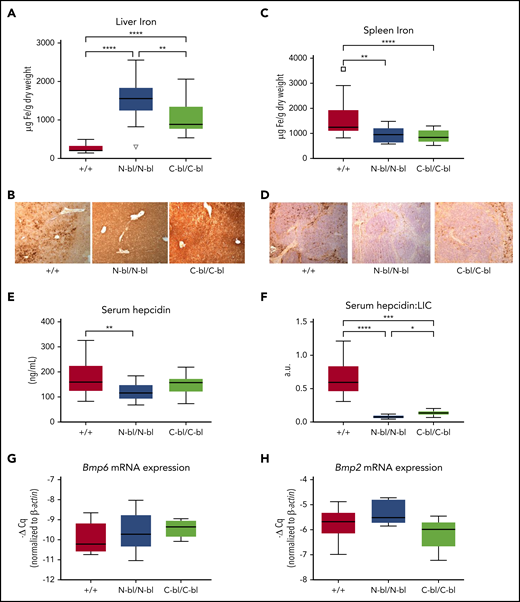 Monoferric strains produce a hemochromatosis phenotype that is more pronounced upon loss of iron binding in the N lobe. (A) Hepatic iron concentrations were significantly higher in the TfN-bl/N-bl strain than in the TfC-bl/C-bl strain and higher in both mutant strains than in WT (n = 9-10 mice per sex). (B) Enhanced Perls’ staining showed higher iron in the TfN-bl/N-bl and TfC-bl/C-bl mice compared with WT. (C) Splenic iron concentrations were significantly lower in both the TfN-bl/N-bl and the TfC-bl/C-bl mice than in WT mice (n = 10-12 mice per sex). (D) Enhanced Perls’ staining confirmed decreased splenic iron in the TfN-bl/N-bl and TfC-bl/C-bl mice compared with WT littermates. (E) Serum hepcidin levels were decreased in the TfN-bl/N-bl mice compared with WT (n = 11 WT females and n = 4-7 females for each mutant strain). (F) Upon normalization to mean liver iron concentrations (LICs) for each strain, serum hepcidin values were significantly lower in both Tf-mutant strains compared with WT and significantly lower in the TfN-bl/N-bl strain compared with the TfC-bl/C-bl strain. Quantitative PCR data, presented as the fold change in expression relative to β-actin, demonstrated no significant differences in Bmp6 mRNA levels (n = 8-10 mice per sex) (G) or Bmp2 mRNA expression (n = 3-4 mice per sex) (H). Data are presented as Tukey box and whisker plots. Statistical significance was analyzed by Kruskal-Wallis test or 1-way ANOVA. *P ≤ .05, **P≤ .01, ***P ≤ .001, ****P ≤ .0001.