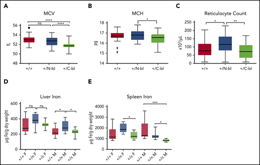 The phenotype of heterozygous mice subtly mirrors much of the homozygous phenotype. Complete blood count parameters (n = 15-17 mice per sex) demonstrated significant decreases in MCV in the TfC-bl/+ mice relative to Tf N-bl/+ or WT mice (A), significant decreases in MCH in TfC-bl/+ mice relative to TfN-bl/+ mice (B), and significant increases in reticulocyte count in the TfN-bl/+ mice relative to both TfC-bl/+ and WT mice (C). Tissue iron assays (n = 9-11 mice per sex) demonstrated a significant increase in hepatic iron concentration in the TfN-bl/+ male mice relative to TfC-bl/+ and WT male mice (D) and significant decreases in splenic iron in the TfC-bl/+ females compared with TfN-bl/+females and in TfC-bl/+ males relative to both TfN-bl/+ males and WT males (E). Data are presented as Tukey box and whisker plots. Statistical significance was analyzed by Kruskal-Wallis or 1-way ANOVA. *P ≤ .05, **P ≤ .01, ***P ≤ .001, ****P ≤ .0001.