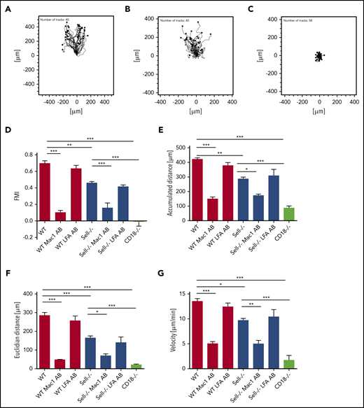 L-selectin plays a pivotal role in integrin-dependent neutrophil migration. (A-G) Chemotaxis of WT, Sell−/−, and CD18−/− neutrophils on fibronectin in response to a soluble CXCL1 gradient in vitro. Representative trajectory plots of WT (A), Sell−/− (B), and CD18−/− (C) neutrophils. Forward migration index (D), accumulated (E) and Euclidian (F) distance, and migration velocity (G) of chemotaxing neutrophils that were left untreated or were pretreated with LFA-1– or Mac-1–blocking antibody. A total of 40 cells was analyzed per experiment. n = 4. Data are mean ± standard error of the mean. *P = .05,**P = .01, ***P = .001, 1-way analysis of variance (ANOVA).