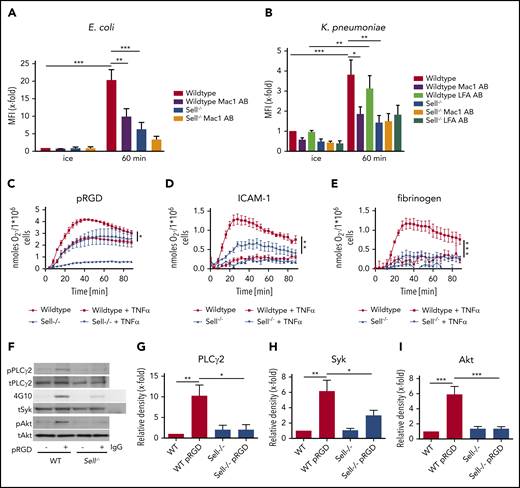 L-selectin regulates integrin outside-in signaling in neutrophils. Phagocytosis of pHrodo E coli (A) or K pneumoniae (B) particles by WT and Sell−/− neutrophils that were left untreated or were pretreated with Mac-1– or LFA-1–blocking antibody. Adhesion-dependent oxidative burst of WT and Sell−/− neutrophils plated on pRGD (C), ICAM-1 (D), or fibrinogen (E), alone or in the presence of TNF-α. WT and Sell−/− neutrophils were plated on pRGD for 10 minutes, and lysates were immunoblotted with anti–phosphorylated (p)-PLCγ2 or anti-PLCγ2 (F-G) or anti-phosphotyrosine (4G10) or total Syk (tSyk) (F,H) after immunoprecipitation for Syk or immunoprecipitation using an IgG control antibody and anti–p-Akt and anti-Akt (F,I). n = 3. Data are mean ± standard error of the mean. *P = .05, **P = .01, ***P = .001, 1-way or 2-way ANOVA.