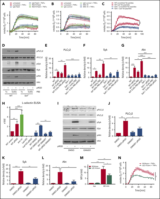 Shedding of L-selectin from the neutrophil surface is responsible for its role in outside-in signaling. Adhesion-dependent oxidative burst of WT neutrophils and WT neutrophils pretreated with IgG F(ab)2 or Mel14 F(ab)2 (A), WT neutrophils pretreated with IgG or 4RA10 antibody (B), or WT and Sell−/− neutrophils pretreated with scrambled or L-selectin Tat peptides (C) prior to plating on fibrinogen alone or in the presence of TNF-α. WT and Sell−/− neutrophils preincubated for 2 hours in 1× or 0.65× PBS were plated on pRGD for 10 minutes and lysates were immunoblotted with anti–phosphorylated (p)-PLCγ2 and total PLCγ2 (D-E), p-Syk and total Syk (D-F), or anti–p-Akt or total Akt (D,G). (H) Levels of soluble L-selectin in the supernatant of unstimulated or pRGD-stimulated (10 minutes) WT and Sell−/− neutrophils and WT neutrophils that were preincubated for 2 hours with 0.65× PBS or for 30 minutes with dimethyl sulfoxide (DMSO) or the metalloproteinase inhibitor GM6001. (I-L) WT neutrophils pretreated with DMSO or GM6001 were plated on pRGD for 10 minutes, and lysates were immunoblotted with anti–p-PLCγ2 or total PLCγ2 (I-J), anti–p-Syk or total Syk (tSyk) (I,K), or anti–p-Akt or total Akt (I-L). (M) Phagocytosis of pHrodo-labeled K pneumoniae particles by isolated WT neutrophils and neutrophils of L(E) mutant mice. (N) Adhesion-dependent oxidative burst of isolated WT and L(E) mutant neutrophils plated on fibrinogen in the presence of TNF-α. n = 3. Data are mean ± standard error of the mean. *P = .05, **P = .01, ***P = .001, 1-way or 2-way ANOVA.