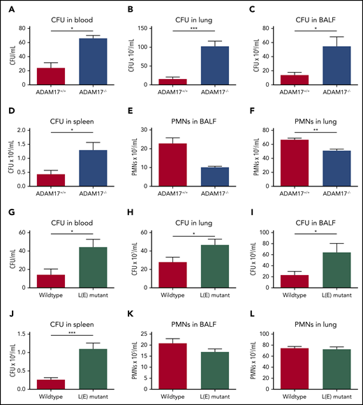 Shedding of L-selectin is required for bacterial clearance in the tissue during K pneumoniae–induced pneumonia. (A-L) ADAM17+/+ and ADAM17−/− mice, as well as WT and L(E) mutant mice, were subjected to K pneumoniae intratracheal injection. Bacterial burden, as reflected by CFU in blood (A,G), lung (B,H), BALF (C,I), and spleen (D,J), as well as neutrophil recruitment into the alveoli (E,K) and lung tissue (F,L), were determined 24 hours after K pneumoniae injection. n = 7 mice per genotype. Data are mean ± standard error of the mean. *P = .05, **P = .01, ***P = .001, Student t test.