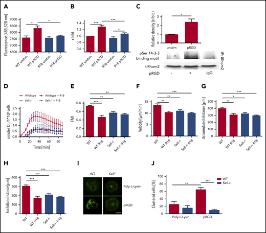 ADAM17 sheds L-selectin during integrin outside-in signaling in an IRhom2-dependent manner. ADAM17 activity (A) and levels of shed L-selectin (B) in unstimulated WT neutrophils or pRGD-stimulated (10 minutes) WT neutrophils that were left untreated or were pretreated with R18 inhibitor. (C) Immunoprecipitation of IRhom2 and Western blots of phosphorylated (p)-Ser 14-3-3 binding motif and total IRhom2 (tlRhom2) in lysates of HL-60 cells that were left unstimulated or were stimulated with pRGD (10 minutes). (D) Adhesion-dependent oxidative burst of WT and Sell−/− neutrophils, which were left untreated or were pretreated with R18 inhibitor, following plating on fibrinogen in the presence of TNF-α. (E-H) Chemotaxis of WT and Sell−/− neutrophils, which were left untreated or were pretreated with R18 inhibitor, on fibronectin in response to a soluble CXCL1 gradient in vitro. Forward migration index (E), velocity (F), and accumulated (G) and Euclidian (H) distance for chemotaxing neutrophils. A total of 40 cells was analyzed per experiment. n = 4. Mac-1 clustering on WT and Sell−/− neutrophils. Representative microscopy images (scale bar, 4 µm) (I) and percentage of cells (J) showing Mac-1 clusters on neutrophils that were left unstimulated or were stimulated with pRGD. A total of 30 cells was analyzed per experiment. n = 3. Data are mean ± standard error of the mean. *P = .05, **P = .01, ***P = .001, 1-way ANOVA.