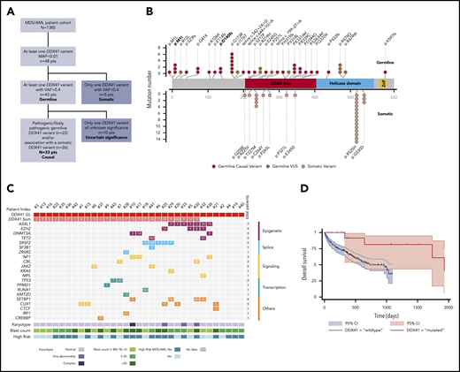 Characterization of the germline DDX41 mutated patients. (A) Flowchart of the study. (B) Graphical representation of DDX41 variants found in this study positioned on the DDX41 protein sequence, with its major functional domains. Germline variants (red) are in the upper part, and somatic variants (pink) in the lower part. Germline variants of unknown significance (VUSs) are represented in dark red. Previously reported variants are in bold. (C) Integrated matrix of the molecular, cytogenetic, and cytologic characteristics of the 33 patients with a causal germline DDX41 variant. The number reported in the box represents the VAF of each mutation. (D) Overall survival of 18 high-risk MDS/AML germline DDX41-mutated patients compared with a matched control cohort of 186 high-risk MDS/AML DDX41 wild-type patients. MAF, minor allele frequency.