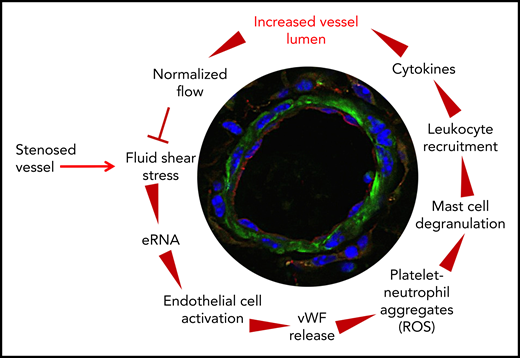 The circle of arteriogenesis. Upon occlusion of a feeding artery, blood flow is redirected in preexisting collaterals circumventing the stenosed artery. Because of the increased blood flow, collaterals experience increased shear stress, which results in release of RNA from ECs. eRNA acts as mechanotransducer provoking EC activation. Activated ECs release VWF from their WPBs, which activates platelets to form PNAs. These, in turn, are essential for mast cell activation, which is a prerequisite for the recruitment of leukocytes that boost vascular cell proliferation and, hence, vessel growth by supplying growth factors and cytokines. When collaterals reached a critical size, allowing them to substitute for the function of the occluded artery, blood flow is normalized, and the collaterals cease to grow.