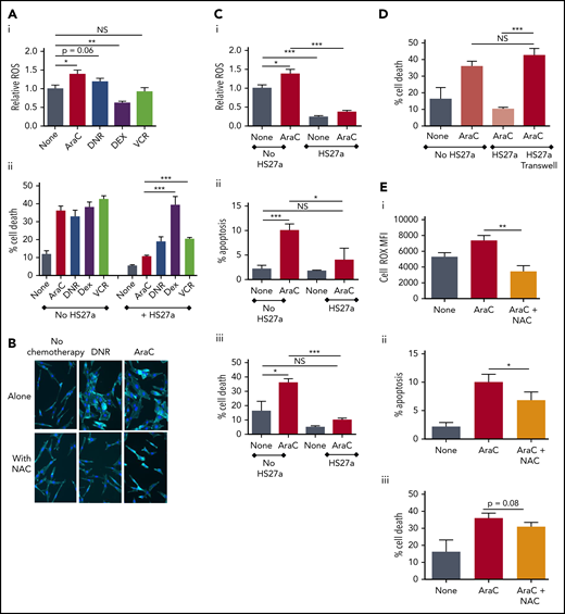 ROS promote CAF formation and MSC-mediated chemoprotection. (A) ROS levels relative to the untreated SEM baseline (1.0), y-axis, after exposure to chemotherapy agents indicated on the x-axis. Percentage cell death (DAPI+, y-axis) of SEM cells exposed to the chemotherapy agents indicated either in monoculture or during coculture with HS27a cells, all shown on the x-axis. Bars show the mean ± SE of 3 independent experiments. All statistically significant comparisons (by unpaired Student t test) are as depicted: (i) ROS level, none vs AraC, P = .0115; none vs DNR, P = .06, and none vs DEX, P = .0035. (ii) Percentage cell death, HS27a AraC vs DEX, P = .0007, and HS27a AraC vs VCR, P = .0003. (B) Phalloidin/DAPI staining of HS27a MSCs alone or exposed to DNR or AraC, with or without 5 mM NAC (original magnification ×20). (Ci) CellROX ROS assay showing the mitochondrial mass (y-axis) of SEM cells in monoculture, baseline set at 1.0, or after coculture with HS27a cells, with or without AraC (x-axis). Statistically significant comparisons (by unpaired Student t test) are as depicted: no HS27a none vs AraC, P = .0115; no HS27a vs HS27a none, P = .0002; and no HS27a+AraC vs HS27a+AraC, P = .0001. (ii) Percentage apoptosis (annexin V+, DAPI−, y-axis) of SEM cells in monoculture, baseline set at 1.0, or after coculture with HS27a cells, with or without AraC (x-axis). All statistically significant comparisons (by unpaired Student t test) are as depicted: no HS27a none vs AraC, P = .0009, and no HS27a+AraC vs HS27a+AraC, P = .0189. (iii) Cell death (DAPI+, y-axis) of SEM cells in monoculture, baseline set at 1.0 or after coculture with HS27a cells, with or without AraC. All statistically significant comparisons (by unpaired Student t test) are as depicted: no HS27a none vs AraC, P = .0102, and no HS27a+AraC vs HS27a+AraC, P = .0001. (D) Cell death (DAPI+, y-axis) of SEM cells in monoculture, with or without AraC, compared with SEM cocultured in contact with HS27a cells or in a Transwell, both with AraC (x-axis). All statistically significant comparisons (by unpaired Student t test) are as depicted: HS27a AraC vs HS27a Transwell+AraC, P = .0002. (E) ROS levels (i), apoptosis (ii), and cell death (iii) (y-axis), with no treatment, AraC treatment, or AraC treatment+NAC (x-axis). Bars show the mean ± SE of 3 independent experiments. Significant reductions in ROS (P = .002) and apoptosis (P = .0479) and a nonsignificant reduction in cell death (P = .08) by unpaired Student t test are shown. *.01 < P ≤ .05; **.001 < P ≤ .01; ***.0001 < P ≤ .001.