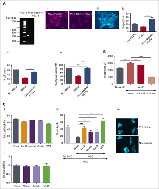 Microtubule inhibition blocks mitochondrial transfer and releases ALL cells from ROS-induced, MSC-mediated protection. (Ai) Agarose gel with PCR products from amplification of HS27a mitochondrial DNA, with or without mitochondrial depletion. (ii) Fluorescence microscopy imaging of MitoTracker dye in HS27a cells, with or without mitochondrial depletion. (iii) Imaging (original magnification ×40) of mitochondrially depleted (mito-depleted) HS27a cells in culture with SEM cells after phalloidin and DAPI staining. (iv) Percentage of apoptosis (annexin V+, DAPI−, y-axis) of SEM cells treated with AraC, SEM cells cocultured with HS27a treated with AraC, or SEM cocultured with HS27a mito-depleted cells treated with AraC (x-axis). All statistically significant comparisons (by unpaired Student t test) are as depicted: HS27a vs mito-depleted HS27a cells, P = .0008. (v) Percentage cell death (DAPI+, y-axis) of SEM cells treated with AraC, cocultured with HS27a treated with AraC, or cocultured with HS27a mito-depleted cells treated with AraC (x-axis). All statistically significant comparisons (by unpaired Student t test) are as depicted: MH27a vs mito-depleted HS27a, P = .0043. (vi) Percentage cell death or apoptosis (DAPI+ or annexin V+/DAPI−, y-axis) of SEM cells+AraC, SEM cells cocultured with HS27a cells+AraC, or SEM cells cocultured with mito-depleted HS27a+AraC (x-axis). All data are the mean ± SE of results in 3 independent experiments. All statistically significant comparisons (by unpaired Student t test) are as depicted: MH27a vs mito-depleted HS27a cells, P < .0001. (B) Mitochondrial transfer from HS27a to SEM cells after microtubule-damaging blockade. (MitoTracker MFI, y-axis). The baseline condition is coculture with no added agents; all other conditions are AraC treated, either alone or with latrunculin-B (lat-B) and nocodazole (nocod) (x-axis). All statistically significant comparisons (by unpaired Student t test) are as depicted: none vs AraC, P = .0005; AraC vs AraC+lat-B, P = .0028; and AraC vs AraC+nocod, P < .0001. (Ci) Percentage viability (y-axis) after treatment of SEM ALL cells with the agents indicated (x-axis). (ii) Relative viability (y-axis) after treatment of HS27a cells with the agents indicated (x-axis). (iii) Percentage cell death (y-axis) after AraC-treatment of SEM, either in monoculture or coculture with HS27a cells, alone or with lat-B+nocod, colchicine, or VCR added (x-axis). All data are the mean ± SE of 3 independent experiments. All statistically significant comparisons (by unpaired Student t test) are as depicted: MSC none vs lat-B, P = .0004; MSC none vs nocod, P = .0018; MSC none vs colchicine, P = .0167; and MSC none vs VCR, P = .0002. (iv) Phalloidin and DAPI staining of HS27a (original magnification ×40) after exposure to nocodazole or colchicine. *.01 < P ≤ .05; **.001 < P ≤ .01; ***.0001 < P ≤ .001; ****P ≤ .0001.
