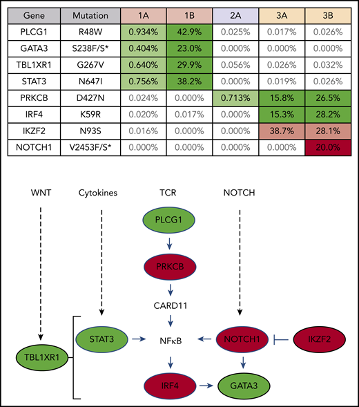 ATLL clones that rapidly expanded after PD-1 blockade carry mutations commonly found in ATLL. Mutations present in patient PBMCs before (A) and after (B) nivolumab therapy. Percentage of reads is for mutant over total number of reads for each gene segment. Mutations that increased in abundance after nivolumab are shaded green, the mutation that decreased after nivolumab is shaded pink, and the mutation present only after nivolumab is shaded red in the table. The schematic diagram below the table shows the role of each gene product in T-lymphocyte signaling pathways (green, mutations in patient 1; red, mutations in patient 3).