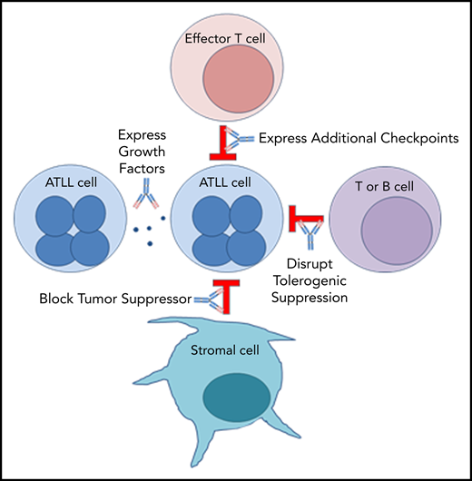 Mechanisms by which PD-1 blockade could promote rapid progression of ATLL.