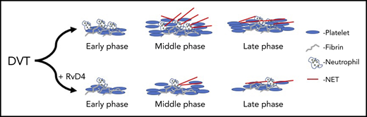 RvD4 attenuates both clot formation and resolution. With treatment of RvD4, DVT clots show fewer neutrophils, reduced NETosis, and faster rate of resolution at late phase after induction of a DVT clot.
