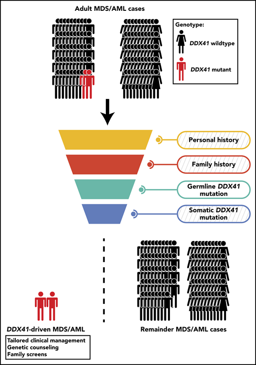 An unselected cohort of adult MDS/AML patients is screened to discover mutant DDX41-driven MDS/AML. Personal and family history of hematological disorders is recorded and reviewed for evidence of inherited cause, yet in the context of germline DDX41 mutations, this approach might prove inconclusive (indicated by the diagonally-striped background). Diagnostic assessment for germline and somatic DDX41 mutations could provide further indications, primarily when the germline DDX41 mutation is known to be causal or is supplemented by a somatic DDX41 mutation. Based on the results from Sébert et al, this approach would diagnose 2.4% of adult MDS/AML cases as being driven by causal germline DDX41 mutations.