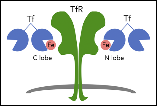 The plasma glycoprotein Tf binds up to 2 ferric (Fe3+) ions per molecule. Iron-bound forms of Tf bind to the Tf receptor (TfR) to deliver iron to cells. Tf is a bilobed protein that contains an iron binding site within each lobe. Thus, the monoferric forms of Tf carry iron in either their amino-terminal (N) lobe or carboxy-terminal (C) lobe.