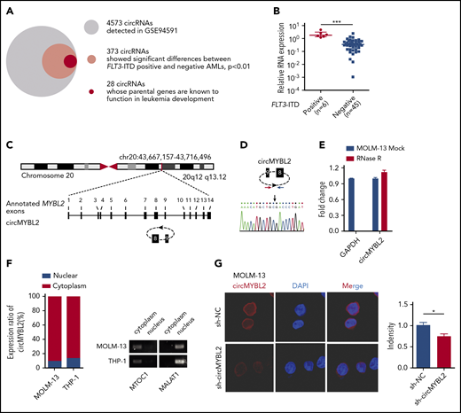 Identification and characterization of circMYBL2 in FLT3-ITD+ AML. (A) Identification of circRNAs having significant differences (P < .01) in FLT3-ITD+ AML compared with FLT3-ITD– AML. (B) Differential expression of circMYBL2 between FLT3-ITD+ and FLT3-ITD– AML patient samples. (C) Structures of the MYBL2 genome and transcript. circMYBL2 is produced by exons 8-9. (D) Identity of the junction point of circMYBL2. (E) RNase R treatment confirmed the circular form of circMYBL2. (F-G) Identification of circMYBL2 cytoplasmic distribution by qRT-PCR analysis and FISH. MTOC1 and MALAT1 were used as the cytoplasmic and nuclear markers, respectively. Cy3 dye and DAPI stain; original magnification ×63. DAPI, 4′,6-diamidino-2-phenylindole; GAPDH, glyceraldehyde-3-phosphate dehydrogenase.