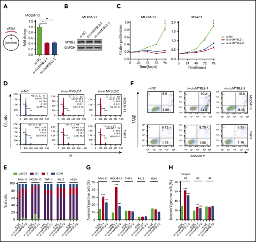 Requirement for circMYBL2 in FLT3-ITD AML cells. (A) Efficient knockdown of circMYBL2 in MOLM-13 cells. (B) Specific si-circMYBL2 did not influence parental gene expression. (C) Effect of circMYBL2 knockdown on proliferation in FLT3-ITD+ cells. (D-E) Flow cytometric analysis of cell-cycle progression in AML cells. The numbers indicate the percentages of cells. (F-G) Flow cytometric analysis of apoptosis. The numbers indicate the percentages of cells. (H) Flow cytometric analysis of apoptosis in primary AML patient cells including FLT3-ITD AML patient cells (#1 and #2), and FLT3-ITD– patient cells (#4). 7AAD, 7-Aminoactinomycin D; sub-G1, sub cell cycle gap 1 phase.