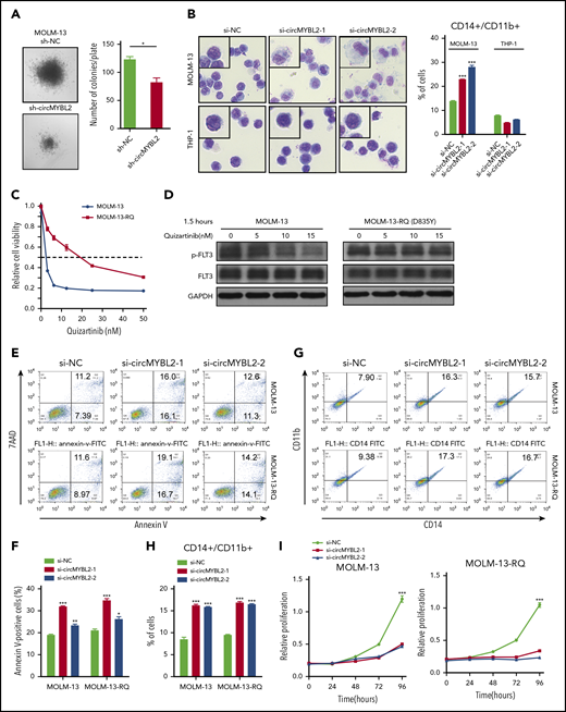 circMYBL2 knockdown impairs the cytoactivity of FLT3-ITD AML cells, including inhibitor-resistant cells. (A) Effect of circMYBL2 suppression in methylcellulose cultures of FLT3-ITD+ AML MOLM-13 cells. (B) Microscopic analysis of Wright-Giemsa–stained cytospin preparations of MOLM-13 and THP-1 cells. Original magnification ×400. Flow cytometric analysis of myeloid differentiation in MOLM-13 and THP-1 cells. The numbers indicate the percentages of cells. (C) Cell viability was measured with a CCK8 assay 48 hours after the addition of quizartinib at the indicated concentration. (D) Western blot measuring p-FLT3 in MOLM-13 or MOLM-13-RQ exposed to quizartinib at the indicated concentration. (E-F) MOLM-13-RQ cells were as sensitive to circMYBL2 knockdown as parental MOLM-13 cells in terms of apoptosis. (G-H) MOLM-13-RQ cells were as sensitive to circMYBL2 knockdown as parental MOLM-13 cells in terms of cell differentiation. (I) MOLM-13-RQ cells were as sensitive to circMYBL2 knockdown as parental MOLM-13 cells in terms of cell proliferation.