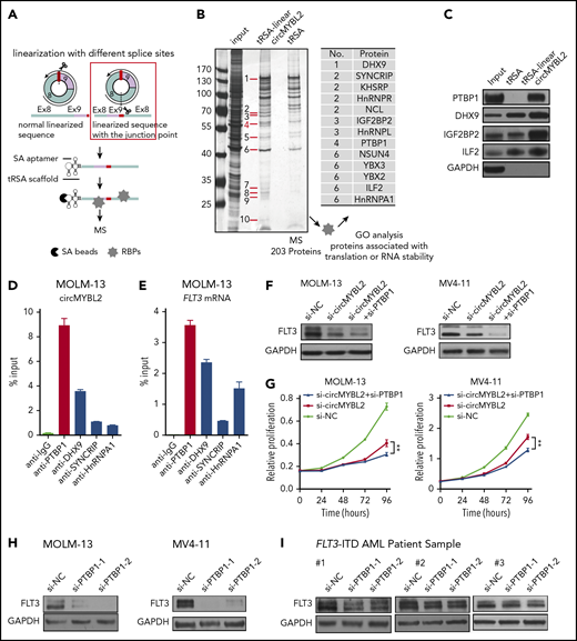 Identification of proteins that interact with circMYBL2. (A) Schematic of circMYBL2 linearization and the tRSA RNA pulldown assay. (B) Identification of translation-associated proteins that interact with circMYBL2 by silver staining and MS. (C) Detection of interactions between circMYBL2 and RBPs by western blot analysis. (D-E) RIP of RBPs using anti-IgG or anti-RBP (PTBP1, DHX9, SYNCRIP, or hnRNPA1) antibodies. The percentage of RIP-enriched circMYBL2 and FLT3 mRNA relative to the input value was calculated by qRT-PCR. (F) Western blot showing the augmented decrease in FLT3 kinase expression upon knockdown of both circMYBL2 and PTBP1 in MOLM-13 and MV4-11 cells. (G) Effect of knockdown of both circMYBL2 and PTBP1 on proliferation. (H-I) Western blot showing downregulation of FLT3 protein expression upon PTBP1 knockdown in MOLM-13 and MV4-11 cells and in FLT3-ITD AML patient samples. SA, streptavidin.