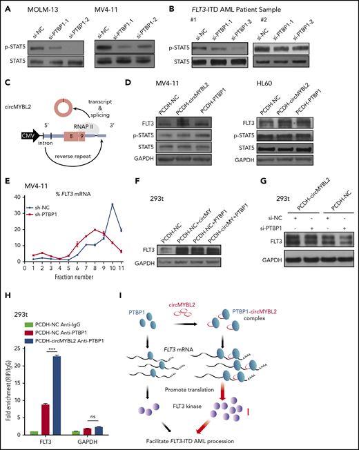 circMYBL2 interacts with PTBP1 to affect FLT3-ITD AML proliferation through promoting FLT3 kinase translation. (A-B) Western blot showing downregulation of STAT5 signaling activation upon PTBP1 knockdown in MOLM-13 and MV4-11 cells and in FLT3-ITD AML patient samples. (C) Schematic of the circMYBL2 overexpression vector. (D) Western blot showing upregulation of FLT3 protein expression upon overexpression of either circMYBL2 or PTBP1 in MV4-11 and HL60 cells. (E) Polysomes in cytoplasmic extracts of MV4-11 cells with PTBP1 knockdown or control treatment were fractionated through sucrose gradients, and the relative levels of FLT3 mRNA in the gradient fractions were analyzed by qRT-PCR. (F) Western blot showing upregulation of FLT3 protein expression upon overexpression of either circMYBL2 or PTBP1 in 293t cells. (G) Western blot measuring FLT3 protein expression in 293t cells with overexpression of circMYBL2 in the presence or absence of si-PTBP1. (H) RIP of PTBP1 using anti-PTBP1 or anti-IgG antibodies in 293t cells in the presence or absence of circMYBL2 overexpression. (I) Schematic depicting the dominant function of circMYBL2 in facilitating the translational efficiency of FLT3 kinase by enhancing the binding of PTBP1 to FLT3 mRNA, specifically promoting FLT3-ITD AML progression. CMV, cytomegalovirus.