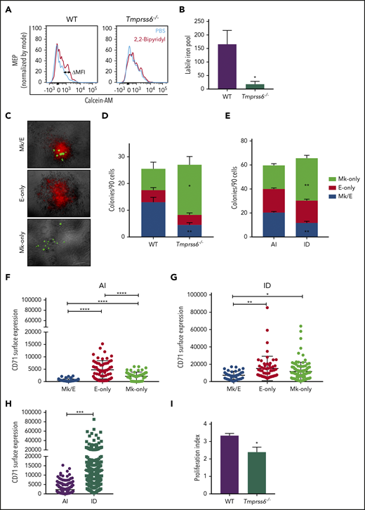 MEPs from ID mice are Mk biased. (A) Representative histograms of flow cytometric analysis of calcein-AM fluorescence in MEPs exposed to chelator, 2,2′-bipyridyl (red lines) or PBS control (blue lines) from Tmprss6−/− and WT littermate controls. (B) LIP as calculated by the change in calcein MFI in WT and Tmprss6−/− MEPs with and without chelator (n = 4 WT, n = 6 Tmprss6−/−). (C) Representative images (acquired at 5× with a Leica 6000 microscope and accompanying software) of murine MEP-derived colonies: Mk/E showing staining with CD71 fluorescein isothiocyanate (false-colored red) and CD41-PE (false-colored green), Mk-only colonies showing staining with only CD41, and E-only colonies showing staining with only CD71. (D-E) Colony counts by type per 90 cells plated of Tmprss6−/− and littermate controls (n = 4 mice/genotype) (D) and AI diet– vs ID diet–fed mice (n = 3 per group) (E). (F-H) Surface expression of CD71 (fluorescence intensity) from index single sorted MEPs; by colony type generated by MEPs from AI diet– (F) and ID diet–fed (G) mice. Individual cells are shown in blue (Mk/E), red (E-only), and green (Mk-only). (H) Comparison of total sorted MEPs from AI diet– and ID diet–fed mice. (I) Proliferation index of carboxyfluorescein succinimidyl ester–stained MEPs after 72 hours in culture analyzed by flow cytometry (n = 5 WT, n = 7 Tmprss6−/−). Data are presented as mean + SD. *P < .05, **P < .01, ***P < .001, and ****P = .0001 calculated by 2-tailed unpaired Student t test.