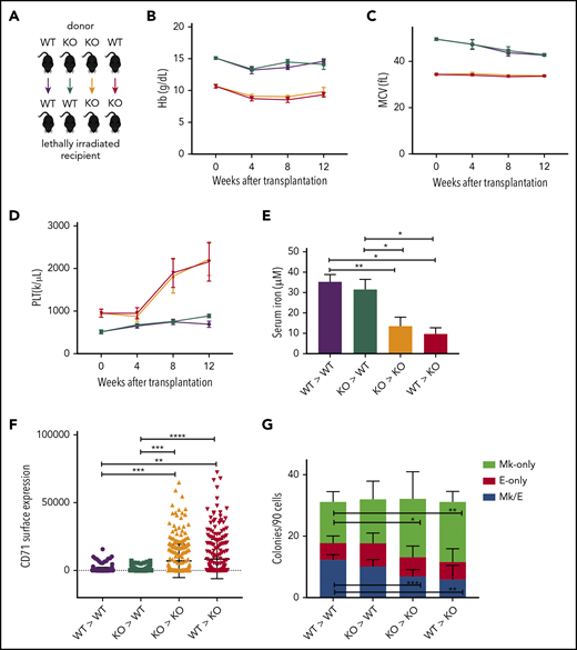 A low-iron environment promotes the Mk bias observed in Tmprss6−/− mice. (A) Schematic of color-coded BM transplantation groups. (B-D) Reconstituted peripheral blood analysis of recipients at indicated times after transplant. Week 0 represents nontransplanted mice. (E) Serum iron concentration of recipients 12 weeks posttransplant. (F) Surface expression of CD71 (fluorescence intensity) on MEPs harvested from transplant recipients. (G) Average number of colony types per 90 sorted MEPs harvested from transplant recipients. Data are presented as mean + SD. *P < .05, **P < .01, ***P < .001, and ****P = .0001 calculated by 2-tailed unpaired Student t test. KO, knockout.